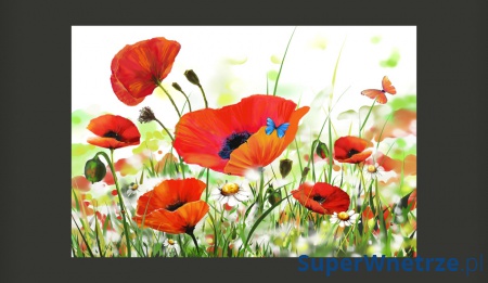 Fototapeta - Country poppies (400x270 cm)