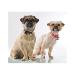 MC - Miska dla psa 15 cm, Petware Cane