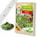 Nasiona warzyw na taśmie Rukola Roszponka Sałata Endywia