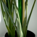 Sztuczna roślina w doniczce dekoracyjna kalia 96 cm